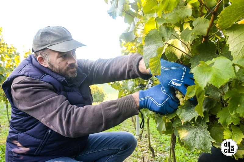 Dicila 5 en cuisine vendanges la cour de berenice kevin devigne 001 1 193