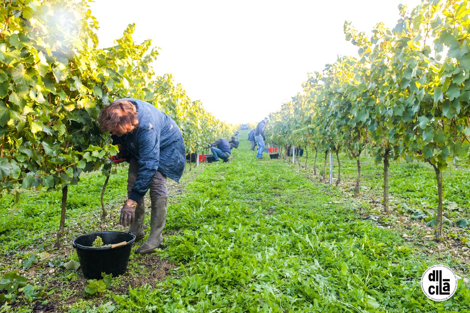 Dicila 5 en cuisine vendanges la cour de berenice kevin devigne 75