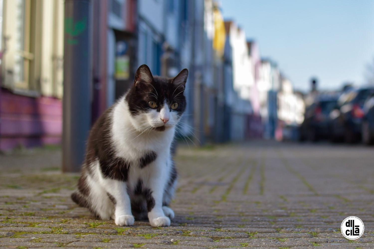 Carte Blanche de Kevin Devigne