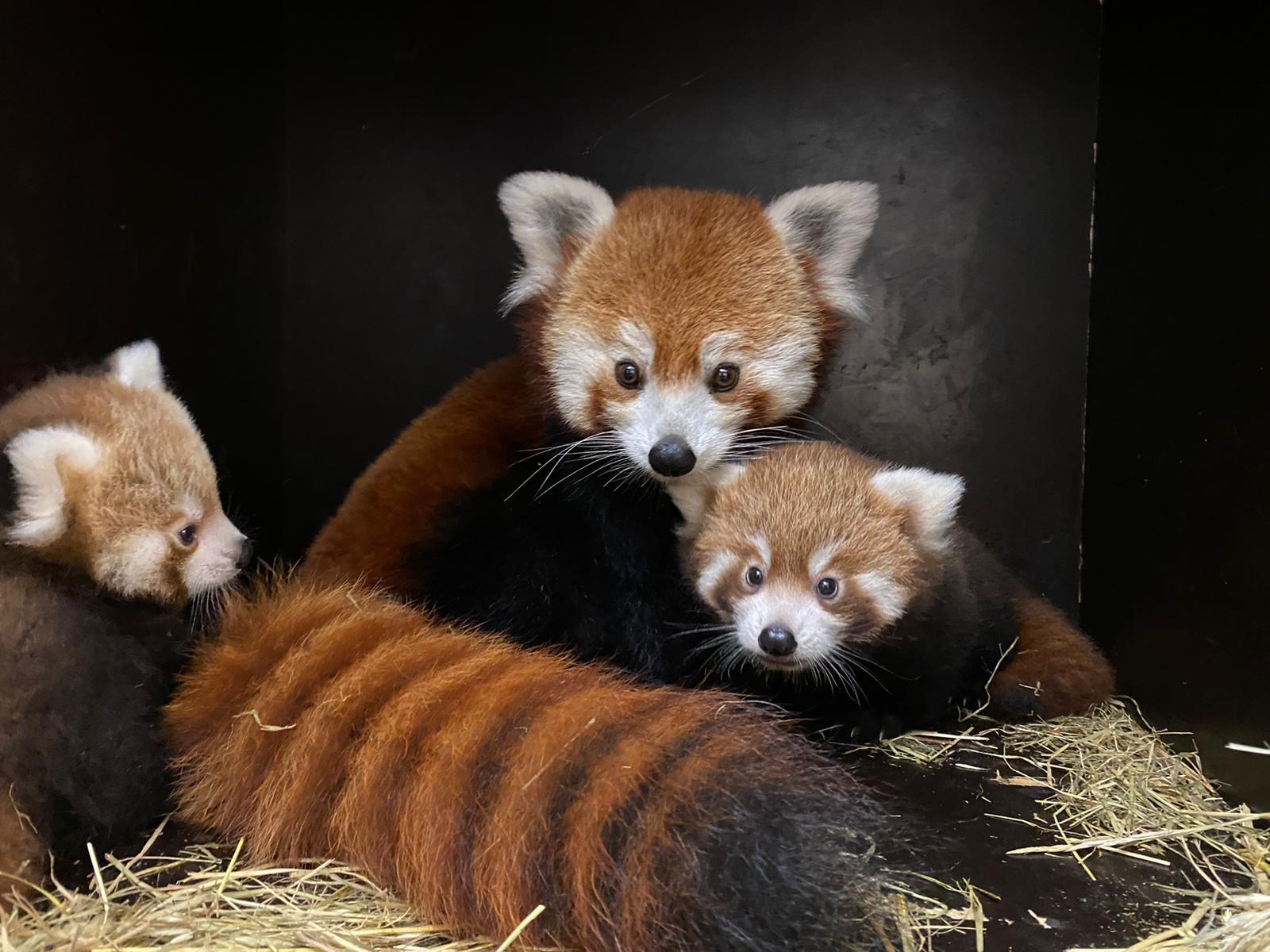 Les petits pandas du zoo d amiens ont 2 mois et demi