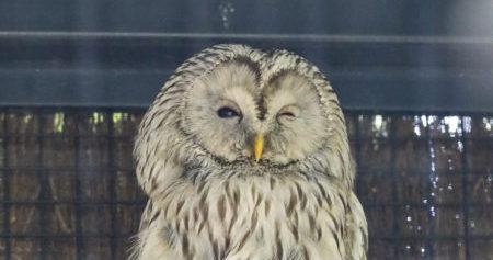 Zoo amiens chouette 13 07 20 dicila elie leber 002 450x675 1