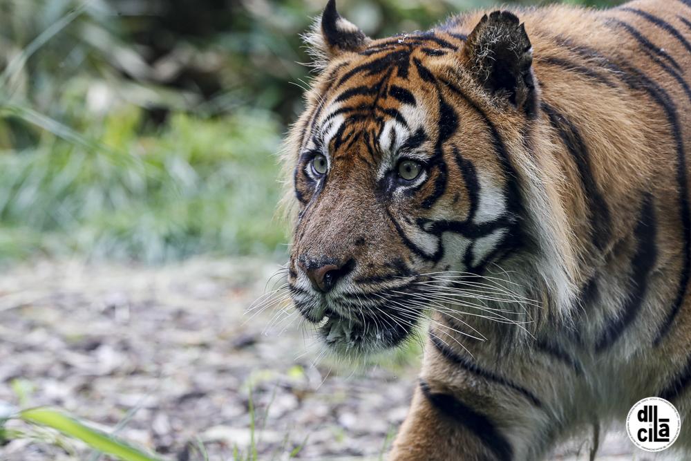 Zoo amiens tigre de sumatra argo 023 leandre leber dicila