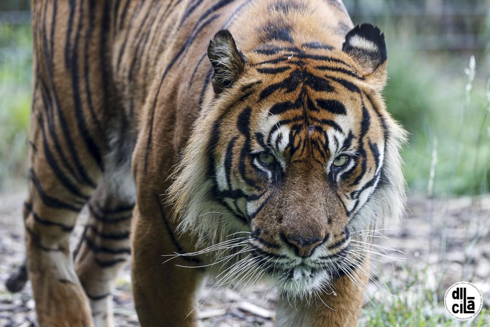 Zoo amiens tigre de sumatra argo 025 leandre leber dicila