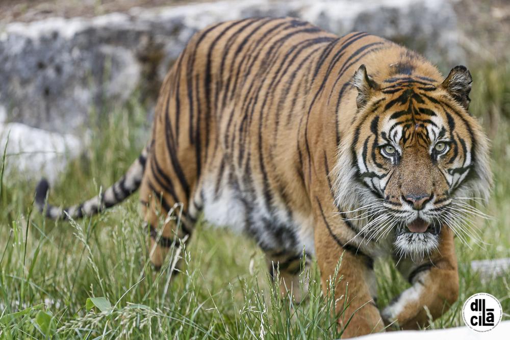 Zoo amiens tigre de sumatra argo 035 leandre leber dicila